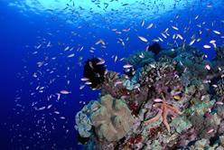 Layang Layang Dive Centre - coral reef.